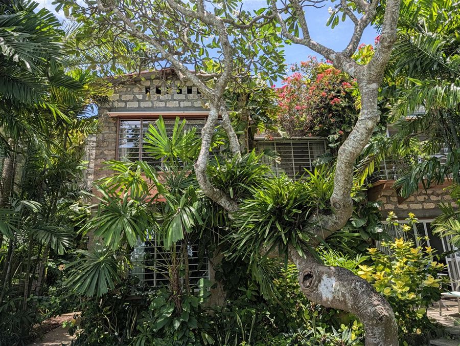 A stone residence behind a frangipani