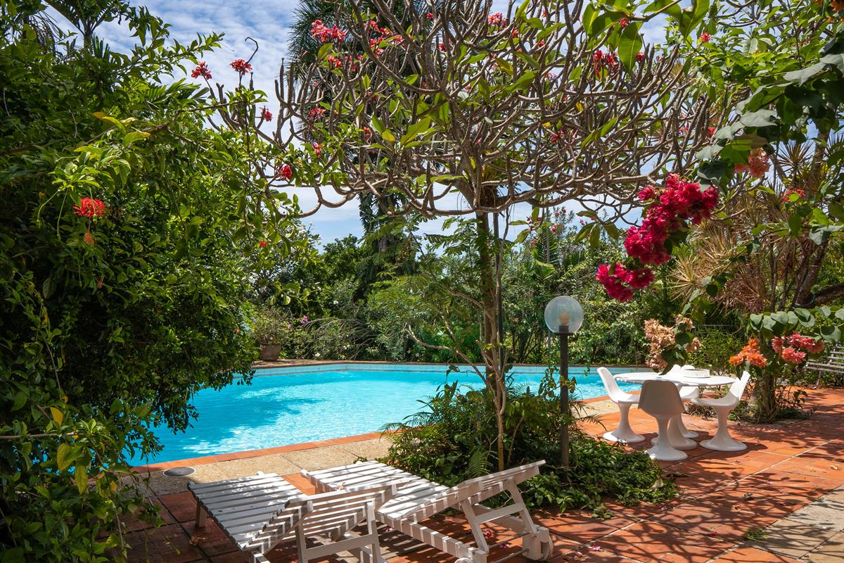 The terrace pool under a frangipani, with loungers and a white table
