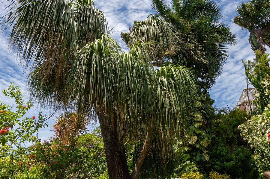 Tall palms against the sky in the garden