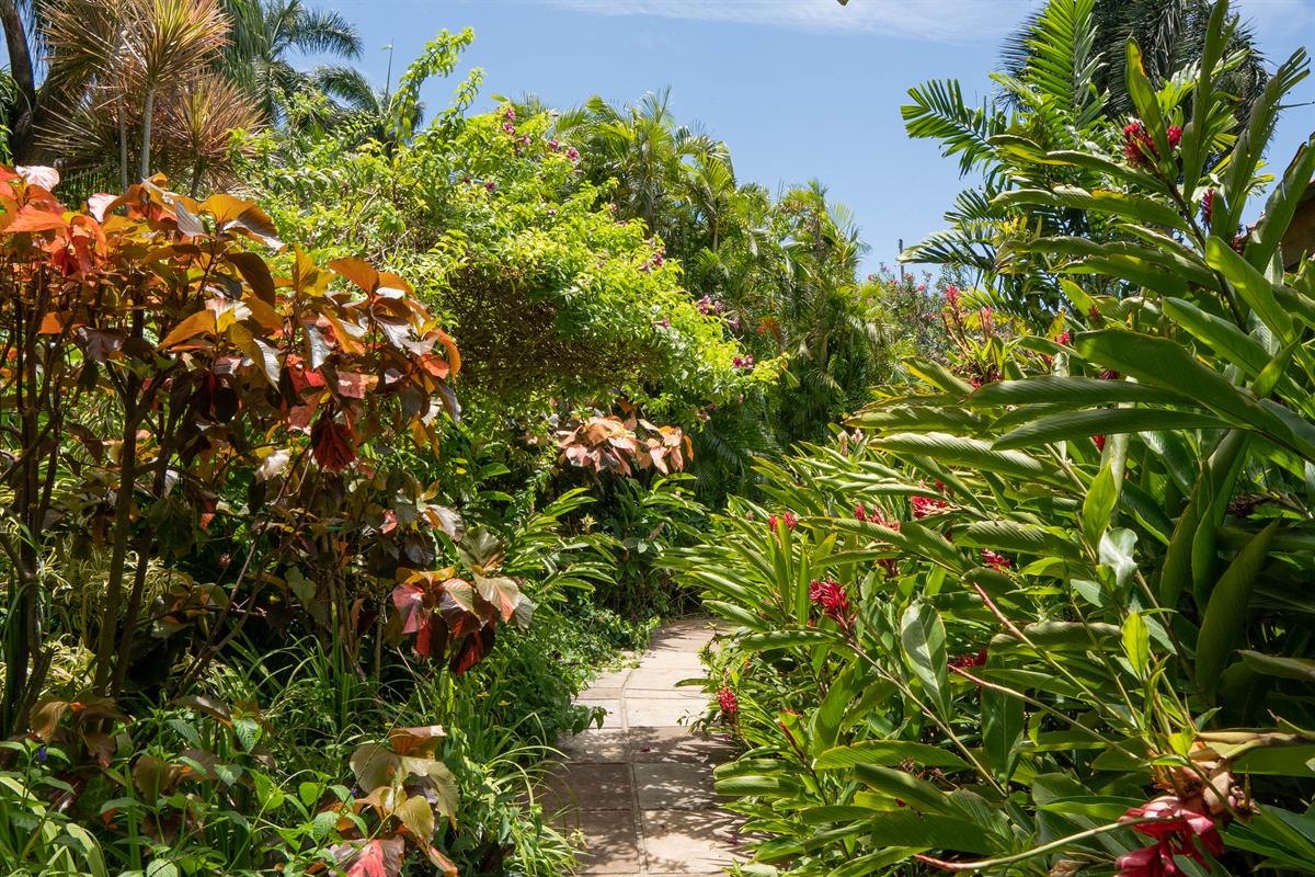 A garden path between crotons and ginger lilies