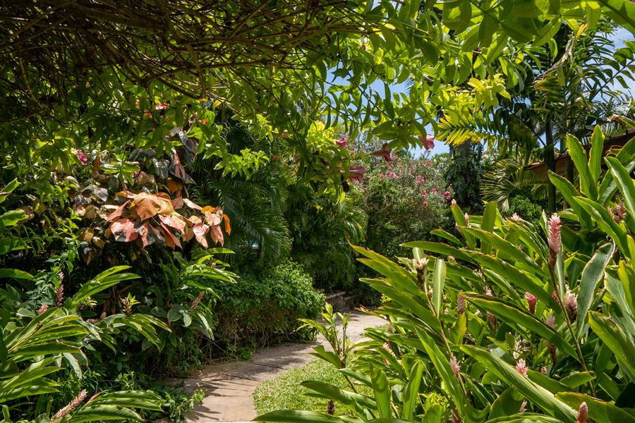 A path through crotons and ginger lilies