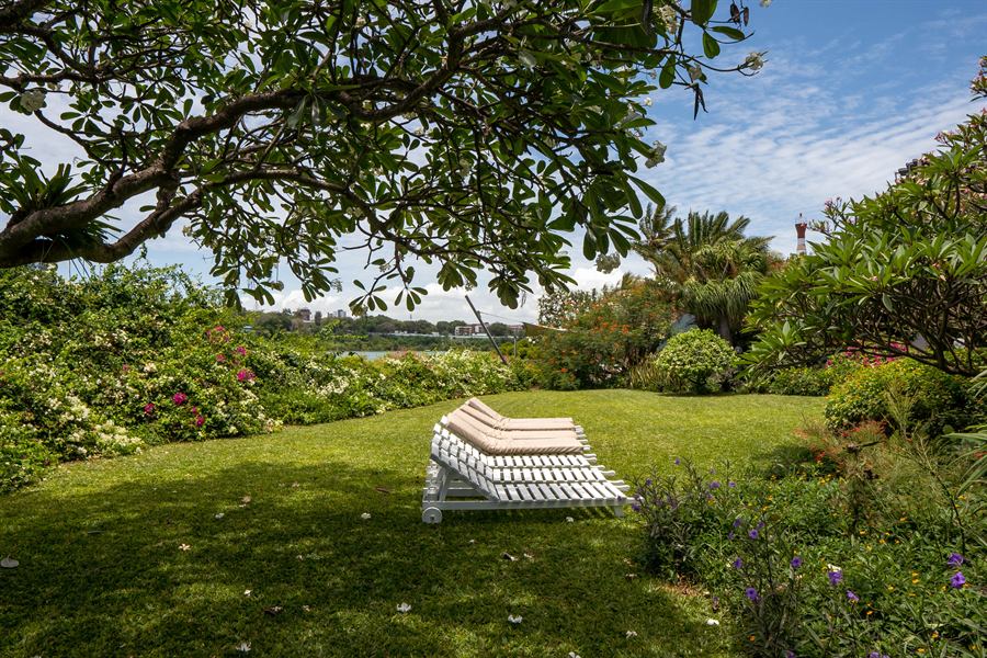 White loungers on the lawn under a frangipani