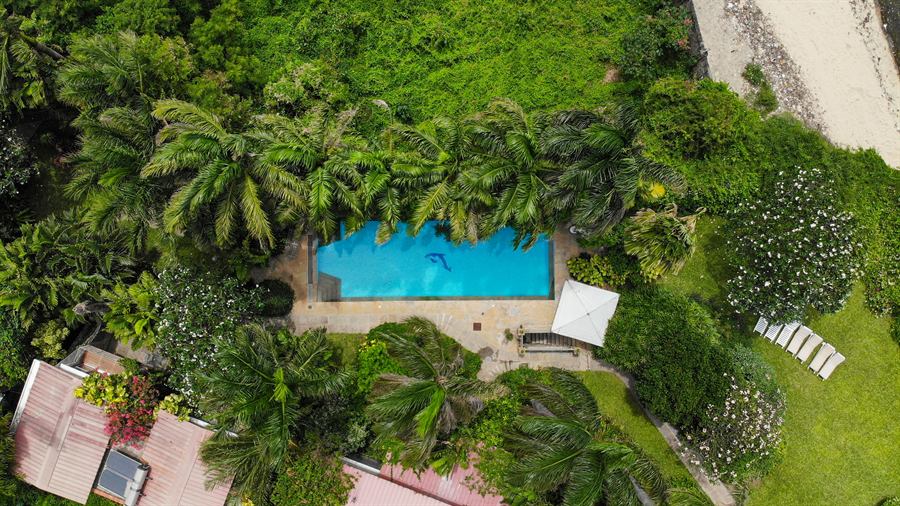 The garden pool from above, surrounded by palms