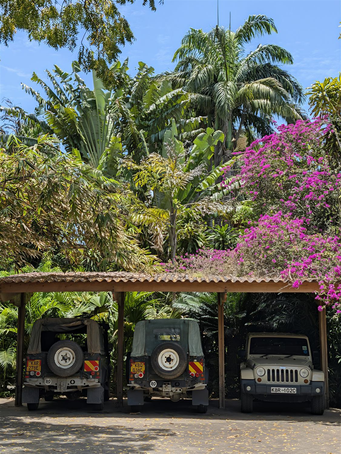Covered parking under bougainvillea and palms